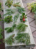 Zweige von verschiedenen Gehölzen für die Weihnachts- und Winter-Floristik