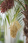 Blossom of Phoenix roebelenii (Dwarf Date Palm)