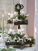 Star shelves christmassy with cyclamen