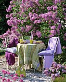 White metal garden furniture in front of blooming syringa (lilac)