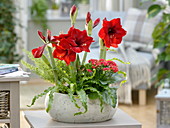 Schale bepflanzen mit Hippeastrum 'Royal Red' (Amaryllis)