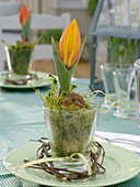 Tulipa (Tulpe) mit ausgewaschenen Wurzeln in Moos gebettet