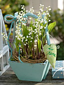Convallaria majalis (lily of the valley) in wooden basket