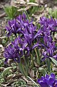 Iris histrioides 'George' (Zwergiris)