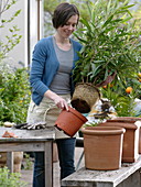 Frau topft Nerium (Oleander) in größeren Terracotta - Kübel um