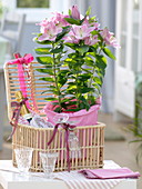 Lilium asiaticum 'souvenir' (lily) in pink paper as a gift