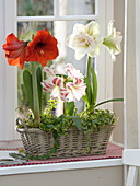 Window filled with Hippeastrum 'Red Lion' 'Flaming Striped' 'Nymph'