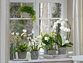 Orchideenfenster mit Phalaenopsis 'Rainbow White', Paphiopedilum 'Maudiae'