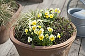 Perennials pruning, fertilizing and planting spring flowers