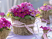 Table decoration with primrose in hay coat