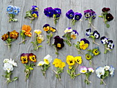 Board with Viola cornuta (horn violet), assorted colors