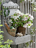 Malus (apple) branches in basket vase on wall board