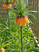 Fritillaria imperialis 'Premier' in the farmers garden at the fence