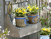 Tulipa tarda (wild tulips) in wicker pots on wall shelf