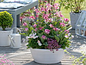 White bowl with Aquilegia 'Spring Magic' (columbine), Tulipa 'Peach Blossom'