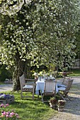 Seating under flowering pear tree