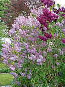 Syringa vulgaris (lilac)