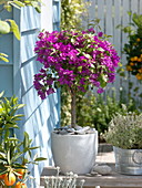 Bougainvillea 'Alexandra' in white tub decorated with pebbles