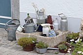 Stone trough with old milk jug and watering cans, pots planted