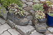 Alte Schuhe bepflanzt mit Sempervivum (Hauswurz)