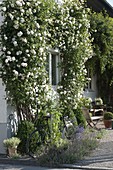 Rosa 'Madame Alfred Carriere' (climbing rose) on house wall around window