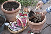 Planting Dahlia in terracotta tubs