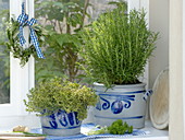 Herbs in window in pots