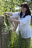 Frau hängt Kamille (Matricaria chamomilla) als Strauß zum trocknen an Zaun