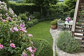 Blick in Garten eingerahmt mit Hecke, Rosa 'Rosa Mundi' (Historische Rose)