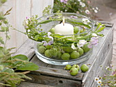 Breite Glasschale mit weißer Kerze und grünen Äpfeln (Malus), Miscanthus