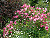 Pink Moschata 'Mozart' (Modern Shrub Rose), often flowering