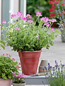 Pelargonium 'Pink Capitatum' (scented geranium) in a red pot