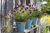 Spanish lavender (Lavandula stoechas) in turquoise pots