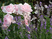 Pink 'La Nina' (Edelrose) from Meilland, lavender