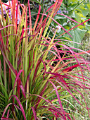 Imperata cylindrica 'Red Baron' (Japanese Redgrass)