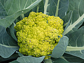Cauliflower 'Vitaverde' (Brassica oleracea)