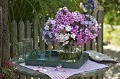 Bouquet of different phlox varieties (flaming flower) on the fence