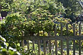 Brombeeren (Rubus) am hölzernen Gartenzaun