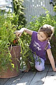 Girl picking carrots, carrots from terracotta pots