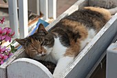 Katze Minka schläft im Balkonkasten