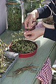 Prepare dried tea herbs and put them in cans and glasses