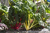 Swiss chard 'Bright Lights' (Beta) in the bed