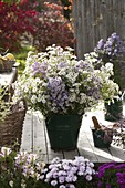 Lush bouquet of aster (autumn aster) in green tin bucket
