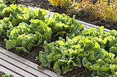 Endive salad (Cichorium endivia) in vegetable bed