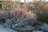 Flowerbed with Miscanthus, Polygonum and Prunella