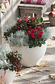 White tubs with red-silver plants
