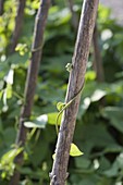 Tendril of broad bean (Phaseolus) around beanstalk