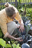 Woman checking red cabbage (Brassica) for pests