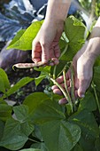 Woman picking bush beans (Phaseolus)