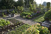 Vegetable garden with beans, salad, cabbage